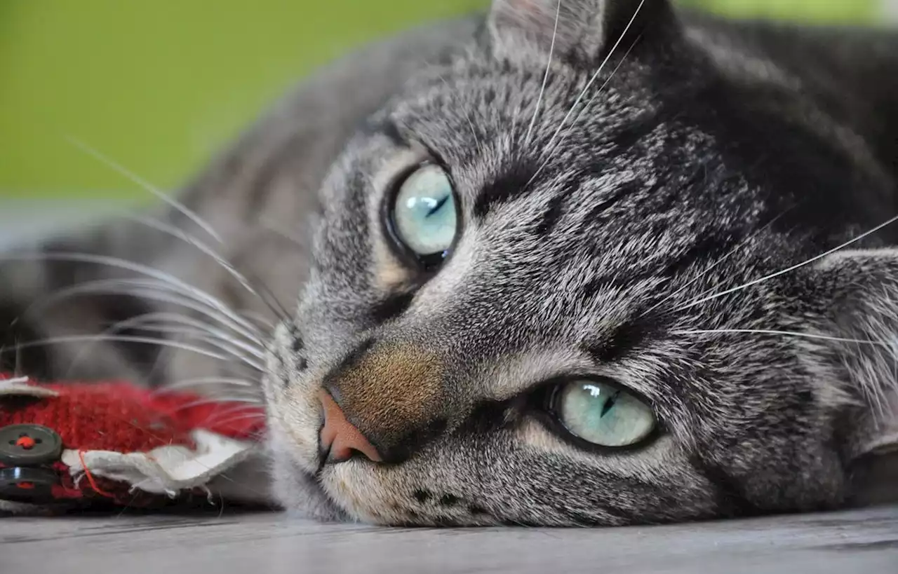 Les chats de ce village disparaissent mystérieusement depuis des semaines