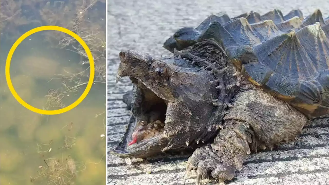 'Prehistoric' large snapping turtle invades North Bay lake