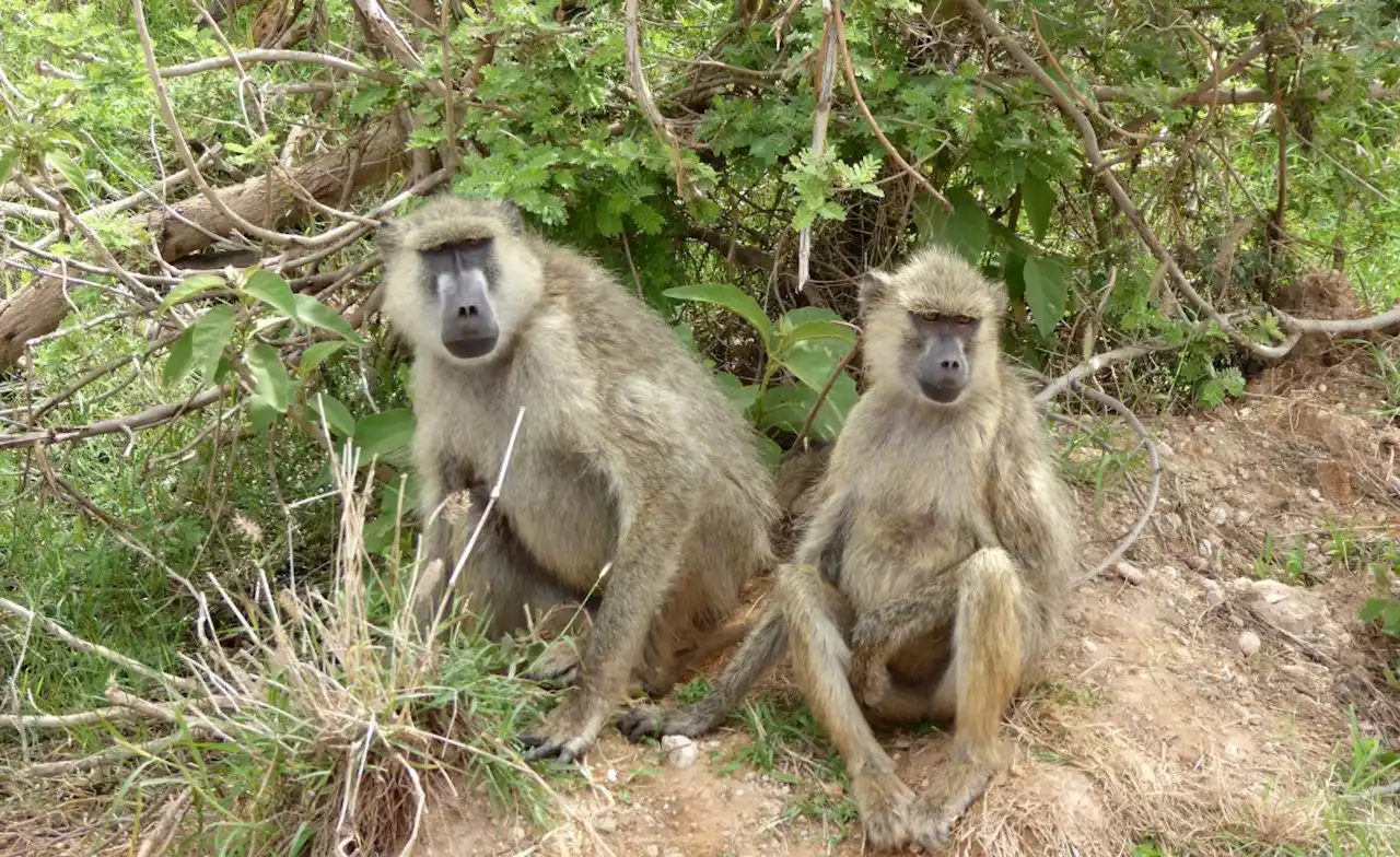 Kenya: Baboon Bonds - New Study Reveals That Friendships Make Up for a Bad Start in Life