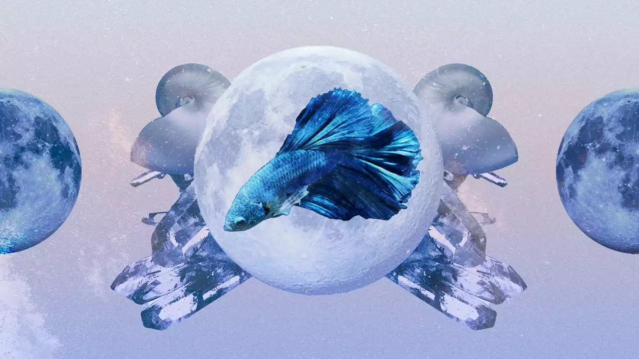 Your Pisces Monthly Horoscope for May 2023 Is Here