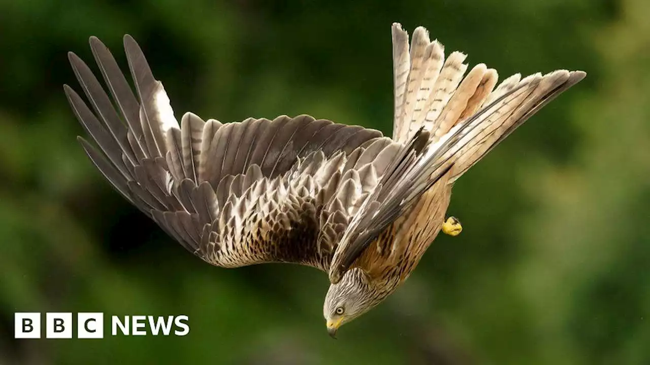 Man sentenced for poisoning protected wild birds