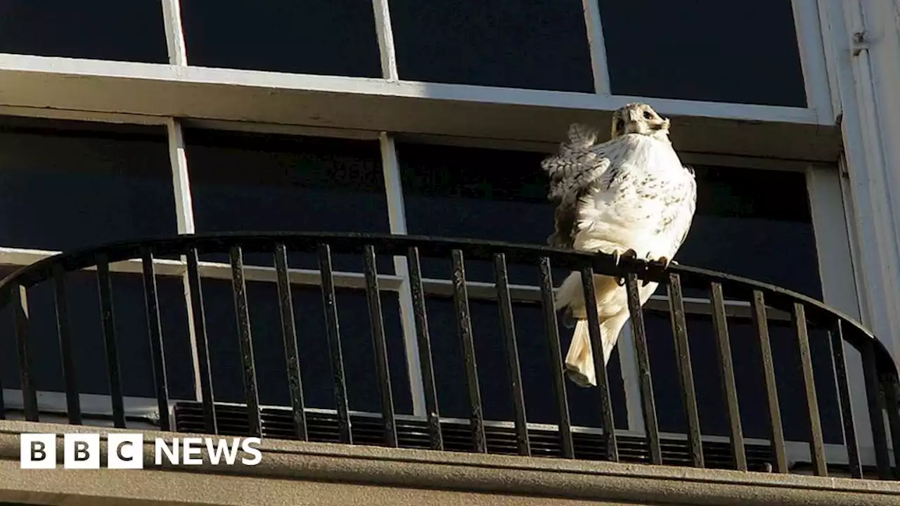 Pale Male: Tributes pour in for celebrity red-tailed hawk