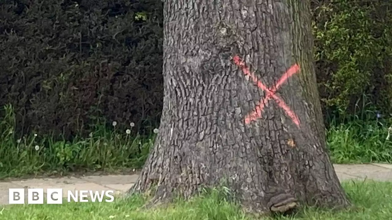 St Albans City Council defends decision to fell 250 trees