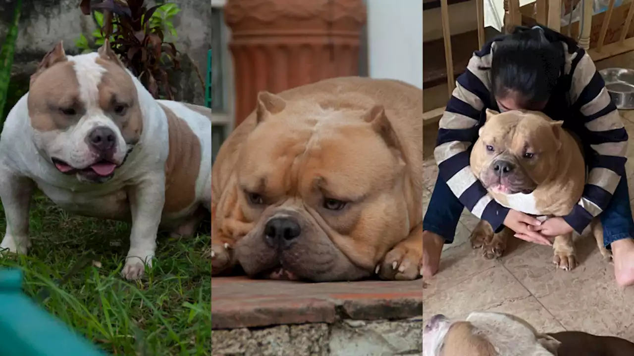 Cebu dog breeder: Dogs are oftentimes misjudged because of their looks, size