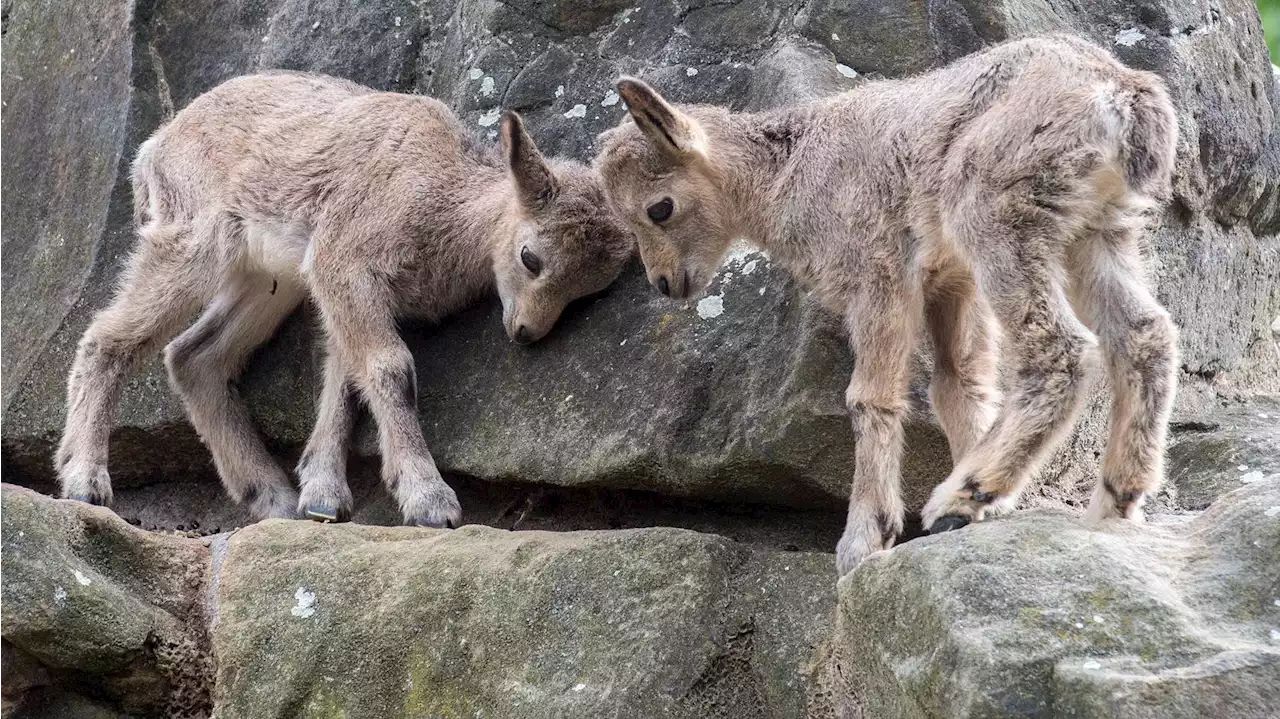 Doppeltes Steinbock-Glück im Berliner Zoo