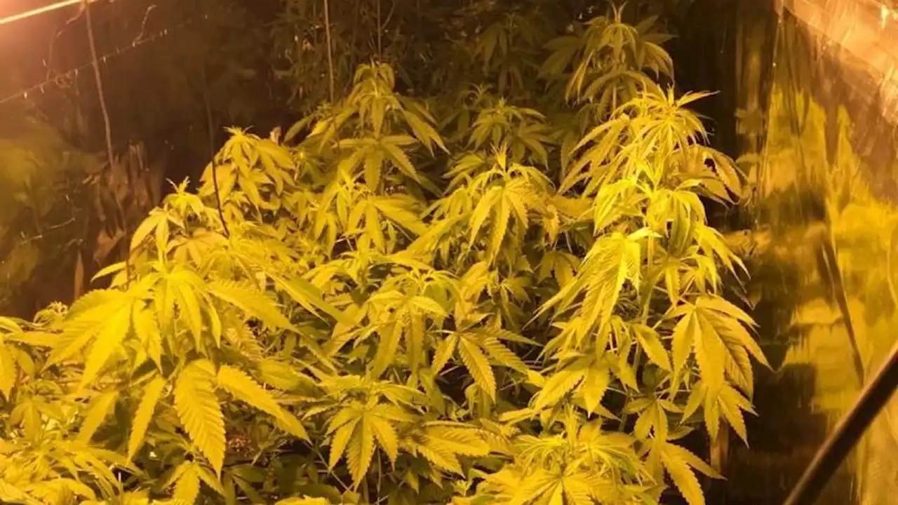 Oise : deux importants sites de culture de cannabis découverts