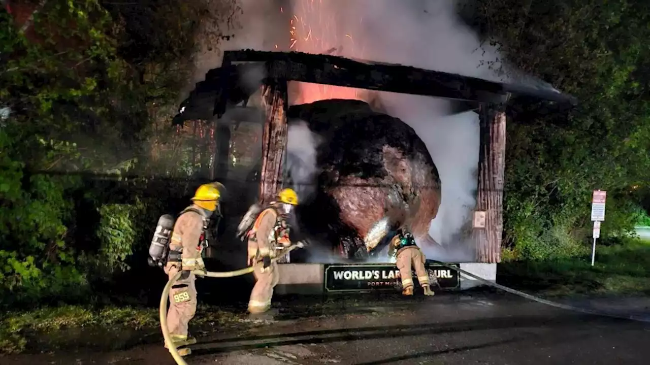 Suspects arrested after 'world's largest burl' damaged in suspicious fire on Vancouver Island