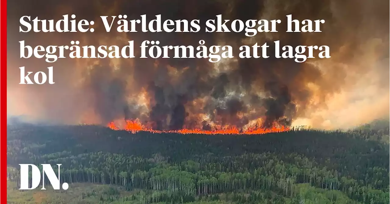 Studie: Världens skogar har begränsad förmåga att lagra kol