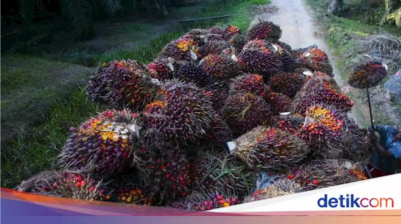 Peran Anak BUMN RI Bantu Atasi Dekarbonisasi Industri Sawit