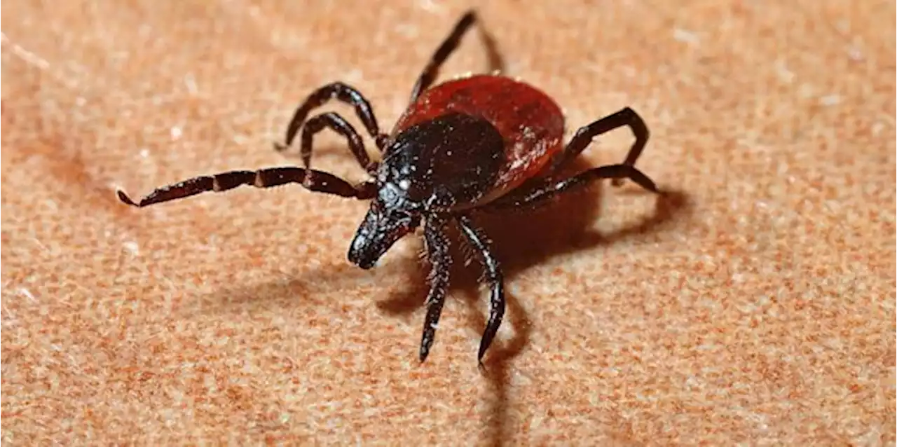 How to protect yourself against Lyme disease and ticks