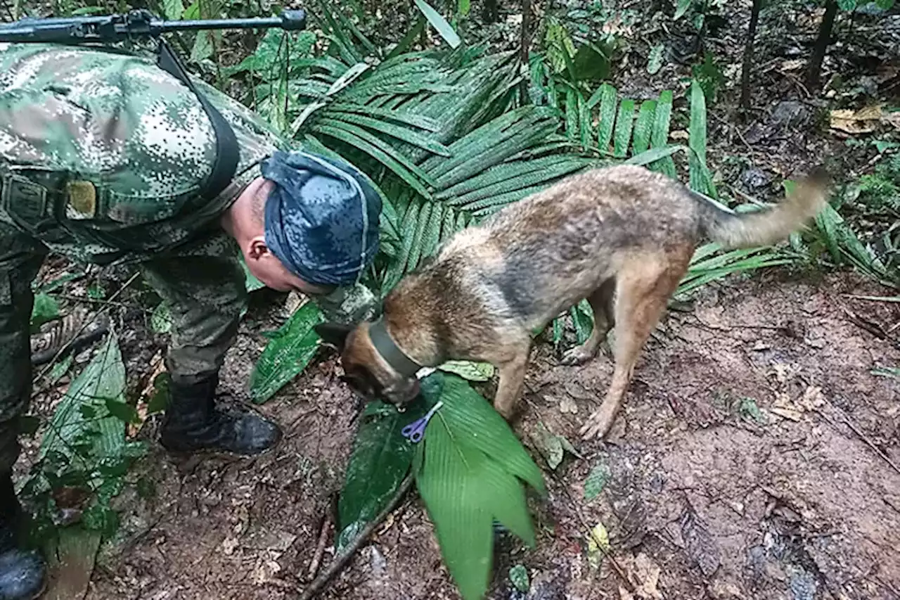 Pesawat Jatuh, 4 Anak Selamat setelah 17 Hari di Hutan Amazon - Jawa Pos