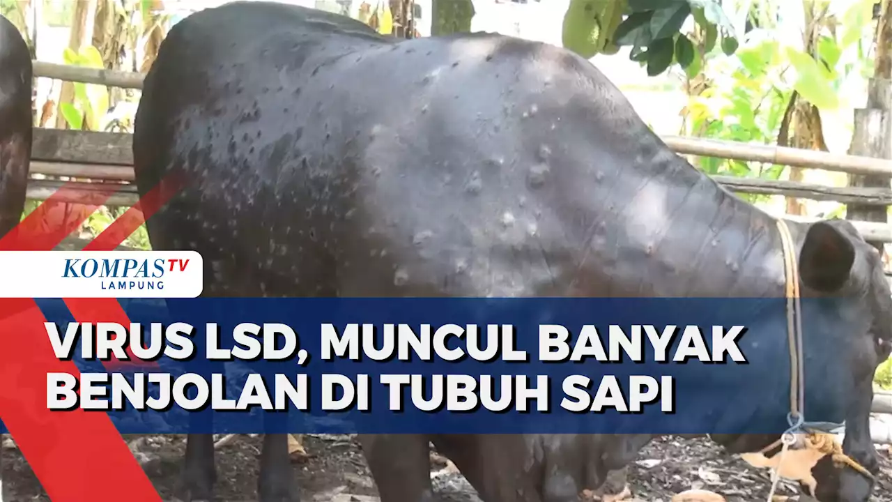 Puluhan Sapi Ternak Terjangkit Virus Lumpy Skin Disease