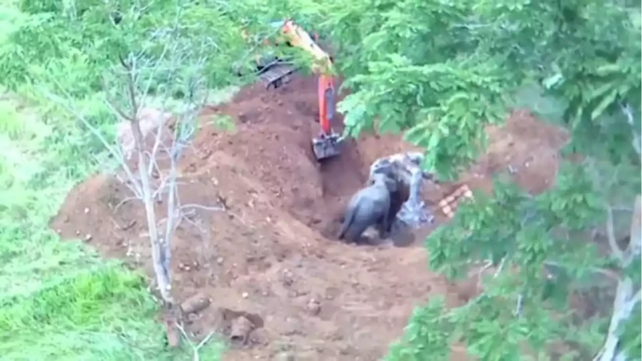 Video shows baby elephant being rescued from well as mother watches close by