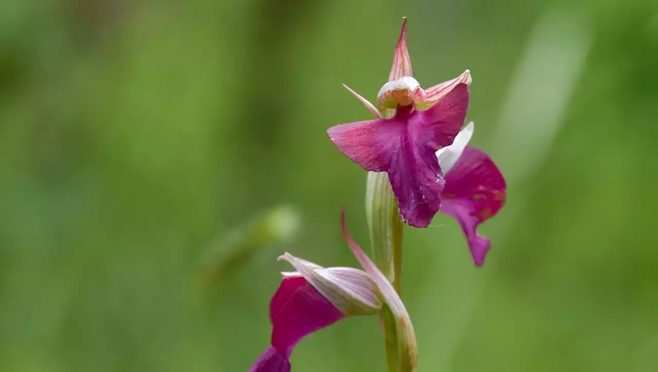 Nature : une orchidée très rare en France découverte dans l’Aveyron