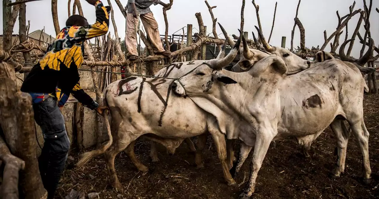 Au Nigeria, plus de 100 morts dans une nouvelle explosion de violences entre éleveurs et agriculteurs