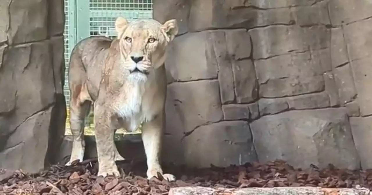 Blackpool Zoo welcomes three new lionesses as Big Cat Habitat opening date set