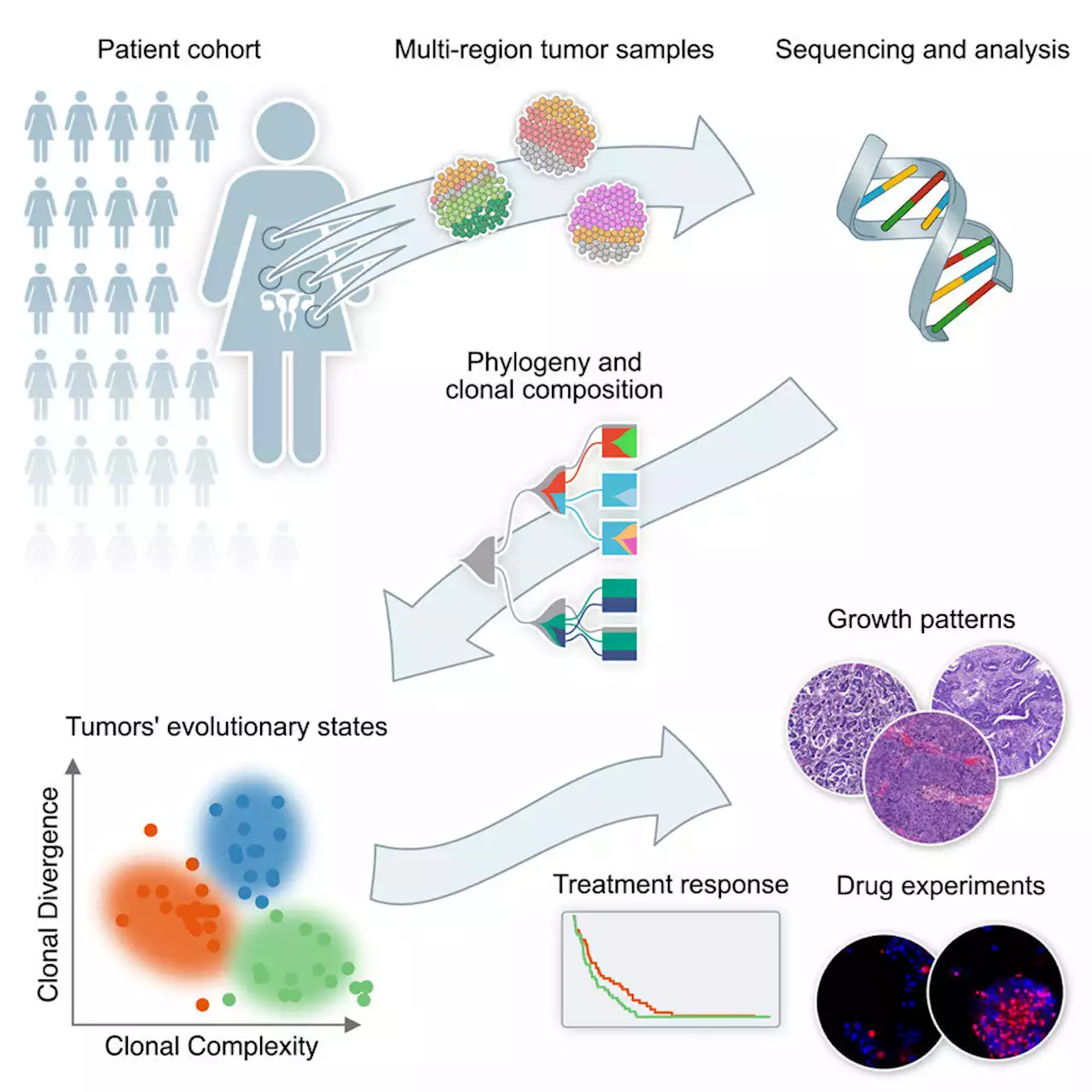 New subtypes identified in difficult-to-treat ovarian cancer