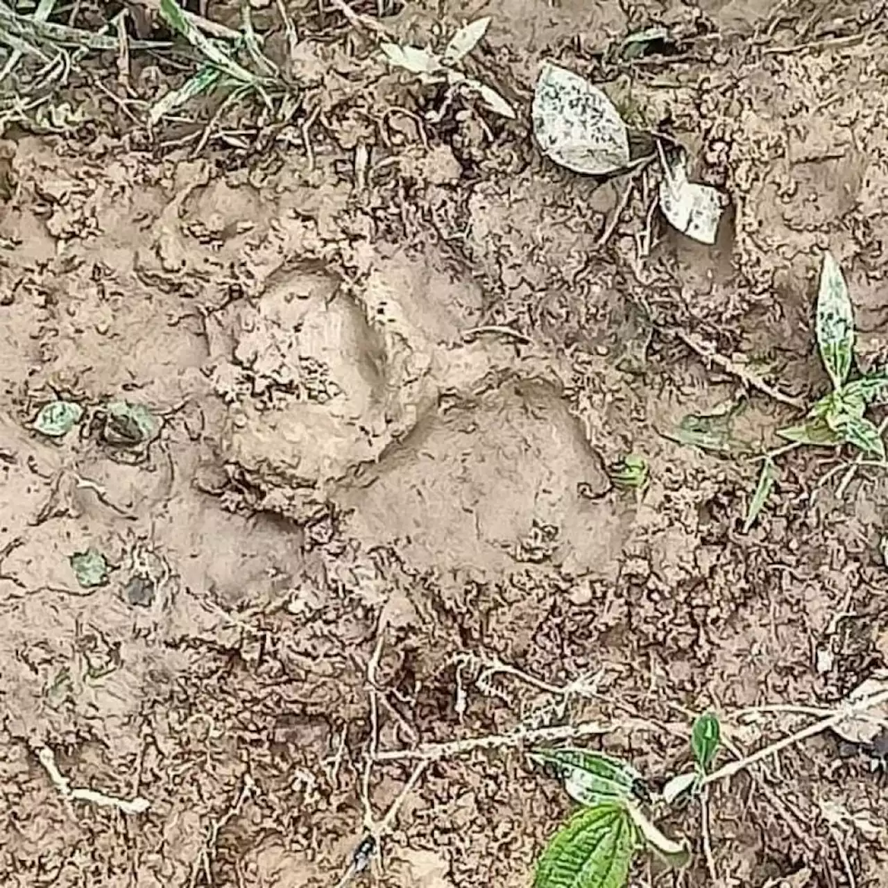 Orang Asli community living in fear after fresh tiger tracks spotted | The Malaysian Insight