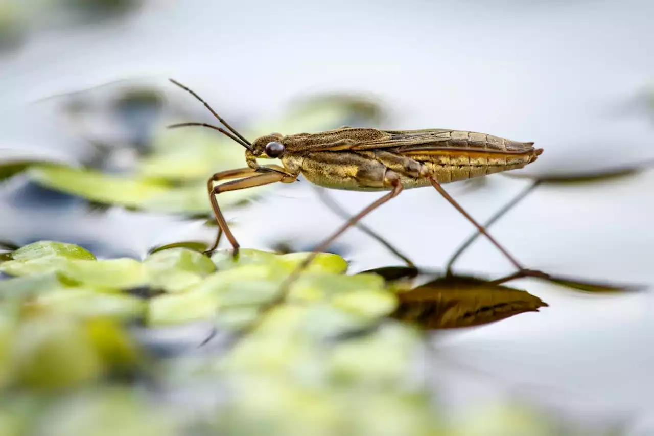 Insects are thriving in England's rivers after fall in metal pollution