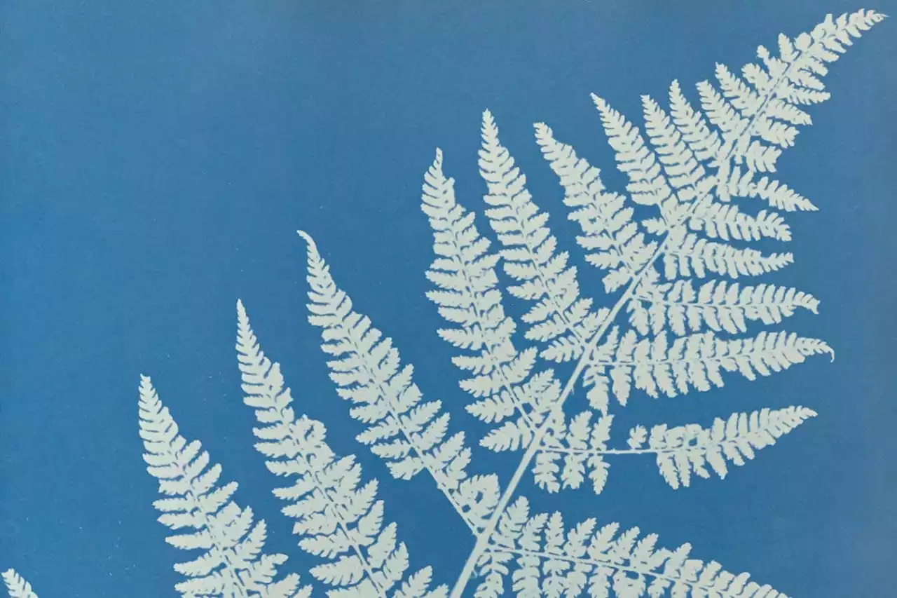 New book collates the pioneering photographs of Anna Atkins