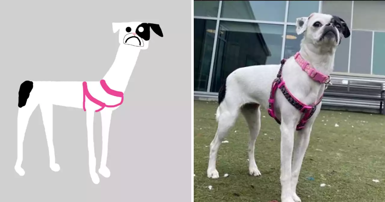 Animal Shelter's 'Camera Broke' So It Used Drawings to Inspire Adoption