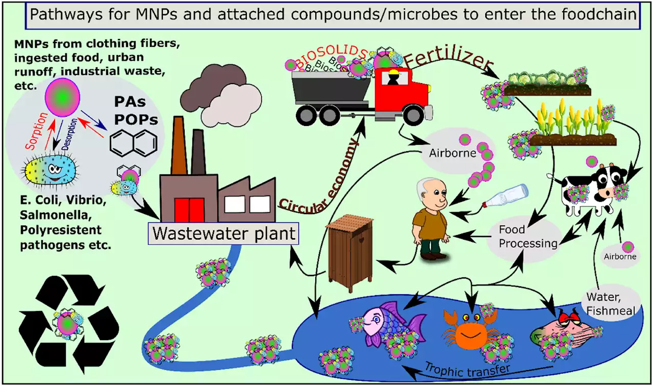 Plastic pervasive in food supply, says new study