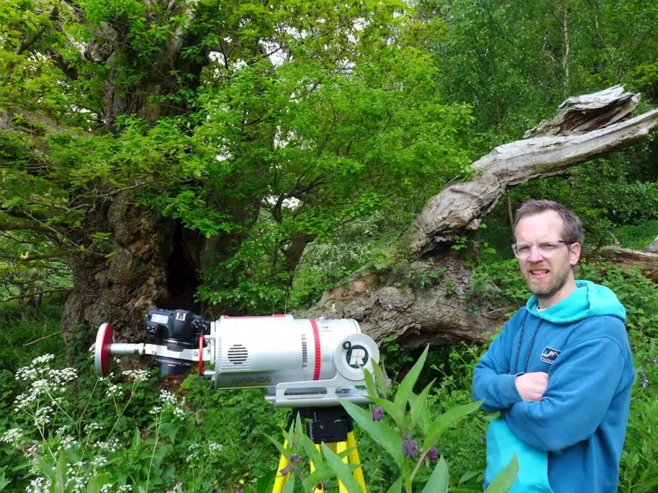 Secrets of an ancient oak tree could be revealed by cutting edge technology