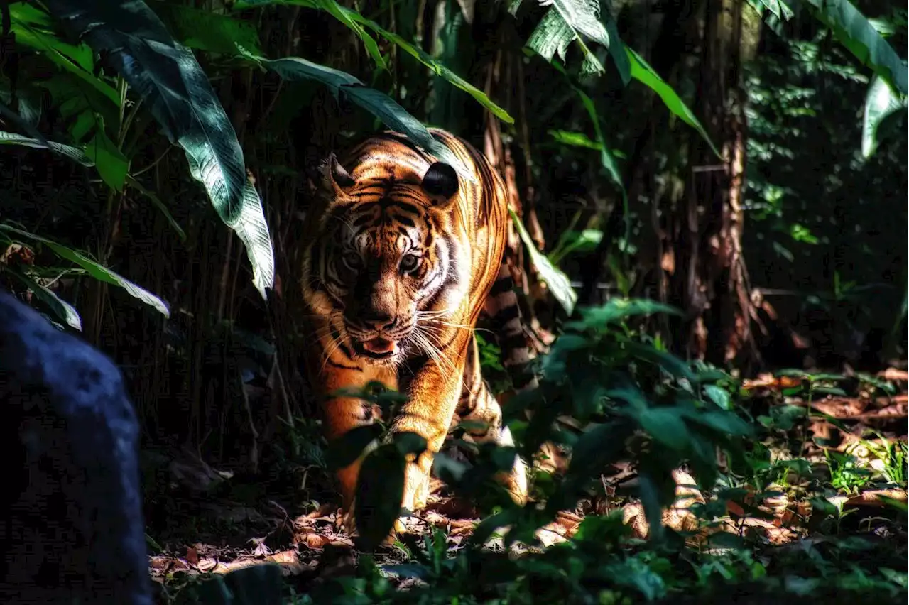 Kg Aring 5 Orang Asli living in fear after fresh tiger tracks spotted