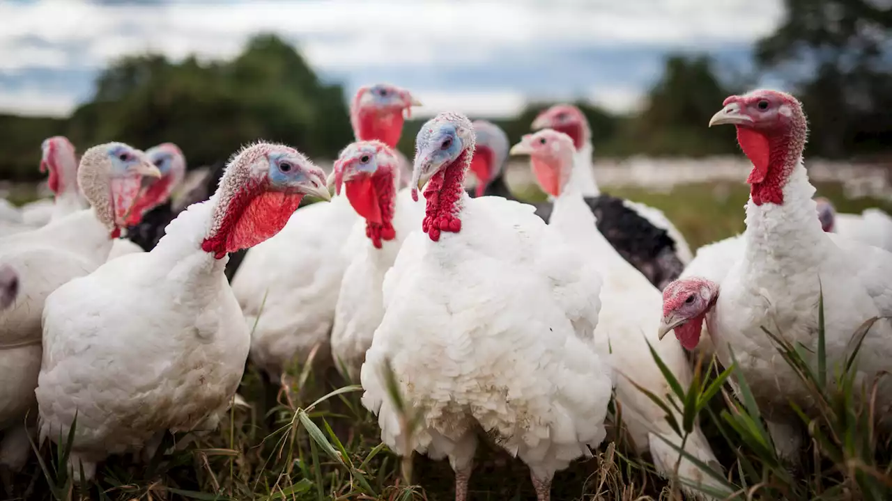 What is bird flu and should Lincolnshire be worried about it?