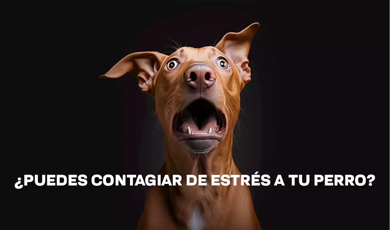 Los perros pueden contagiarse del estrés humano - UNAM Global