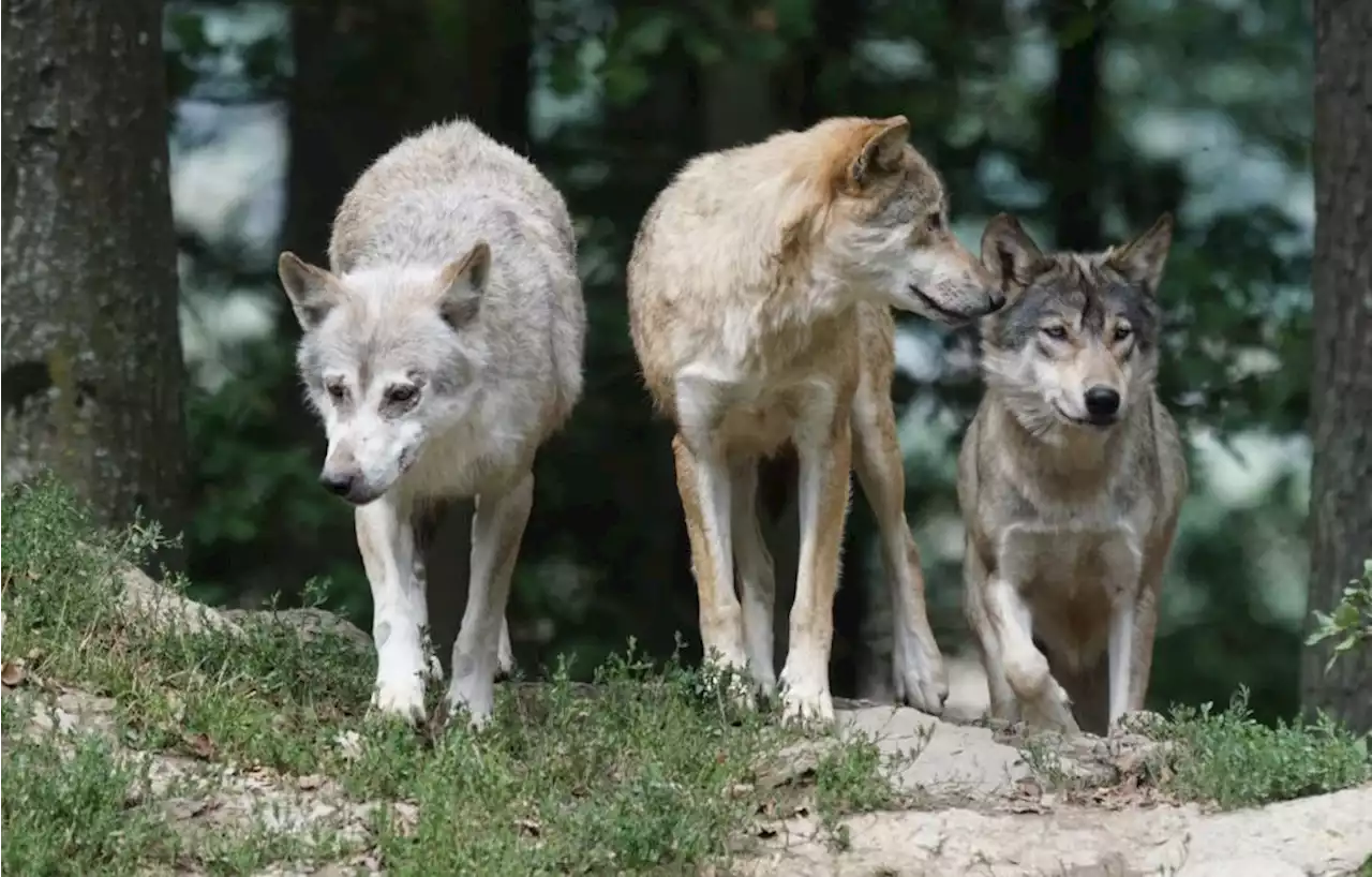 « Une année noire » pour les attaques de loups, d’après des éleveurs drômois