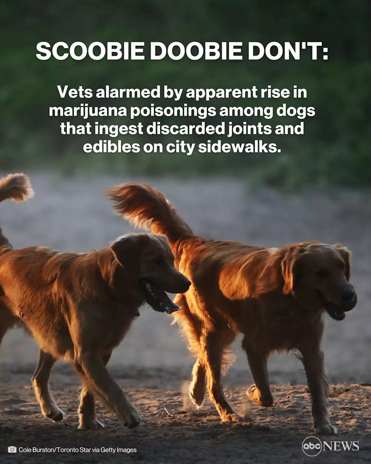 Scooby doobie don't: Discarded joints pose hazards for dogs