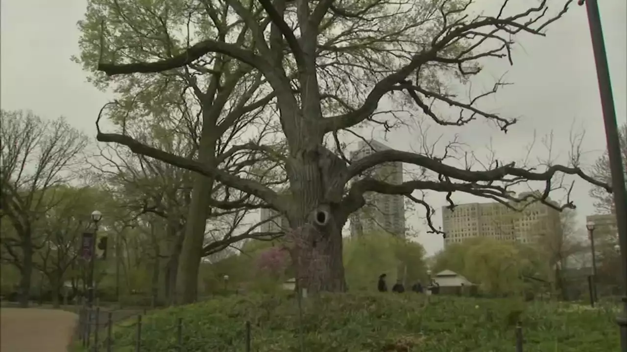 Tree older than Chicago to be cut down Tuesday at Lincoln Park Zoo after weather delay