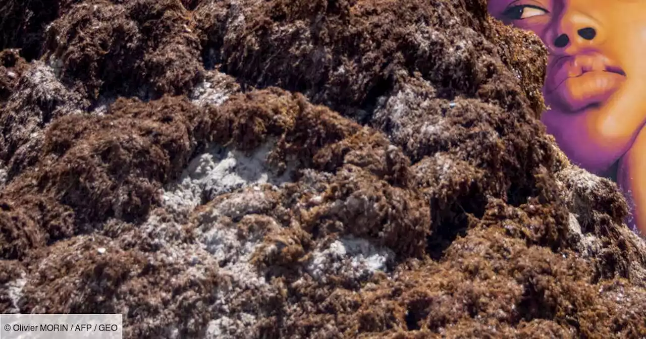 En première ligne face au fléau des sargasses, Capesterre de Marie-Galante en Guadeloupe se résigne