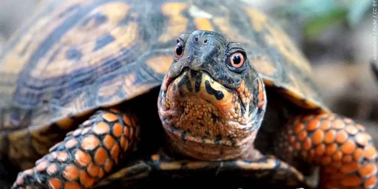 Man pleads guilty to trafficking turtles used for illegal pet trade, authorities say