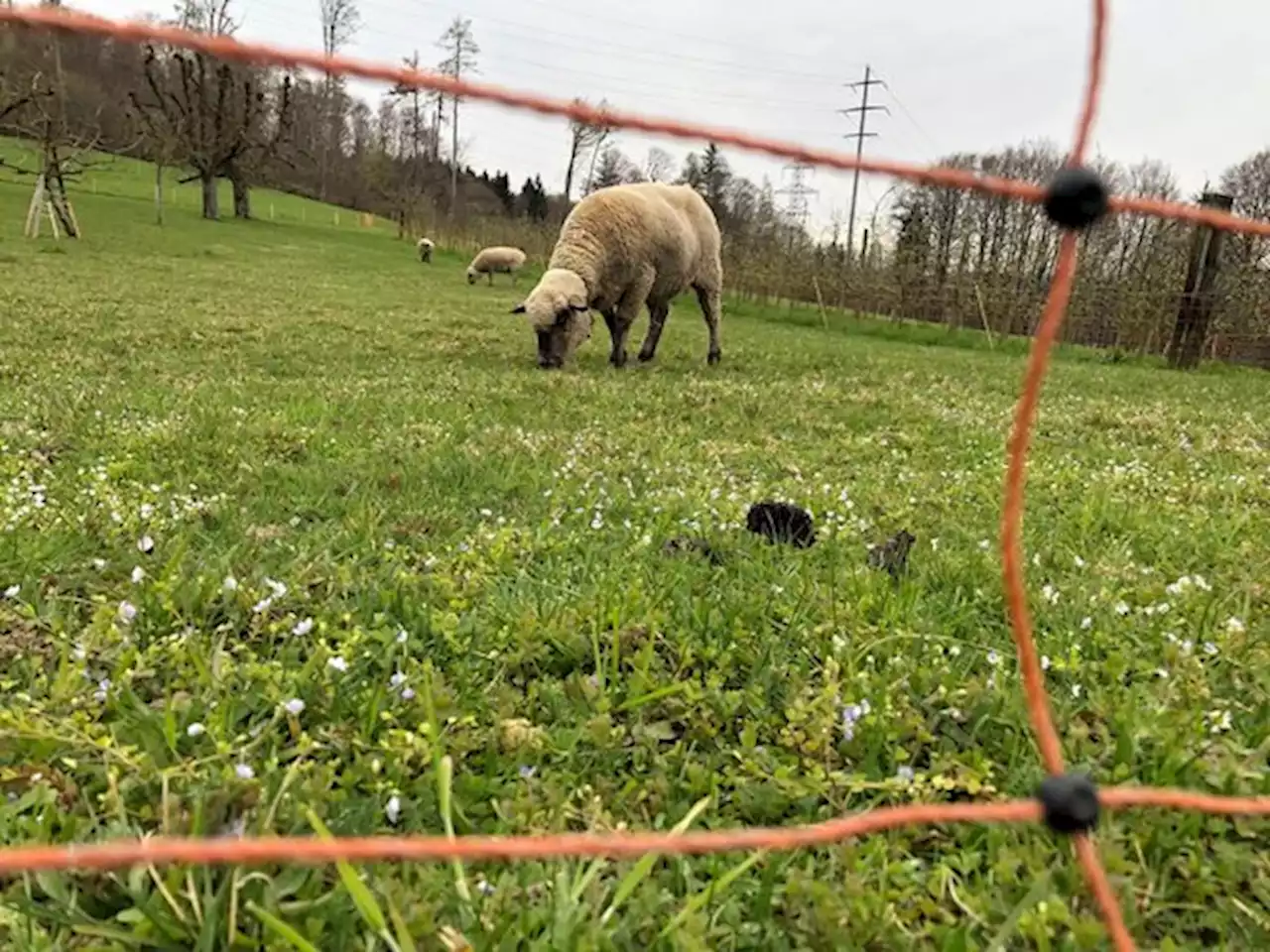 Der Wolf soll eine jagdbare Art sein – jetzt werden Unterschriften gesammelt - bauernzeitung.ch