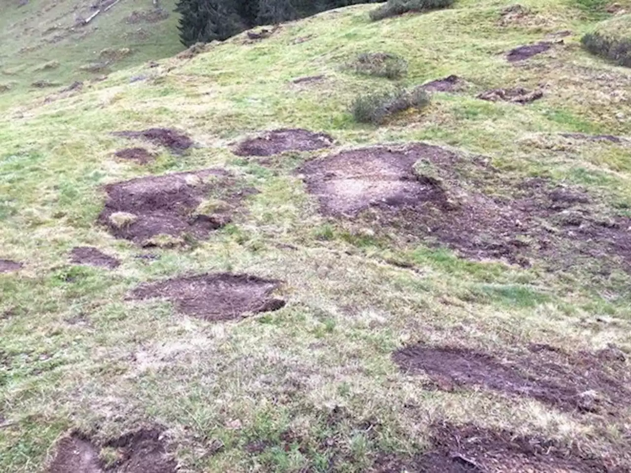 Pro Natura warnt vor Biodiversitätsschäden durch Mulchen in den Alpen - bauernzeitung.ch