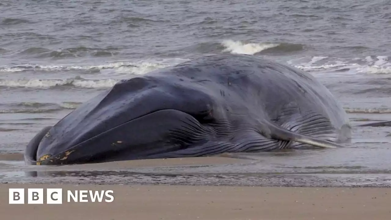 Whale stranded off Bridlington's South Beach dies