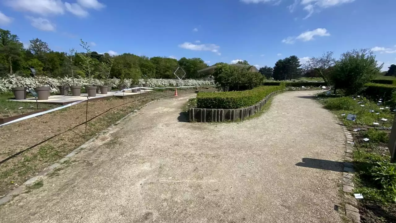 Allergies: le premier pollinarium 'sentinelle' ouvre à Paris pour anticiper les pics de pollen