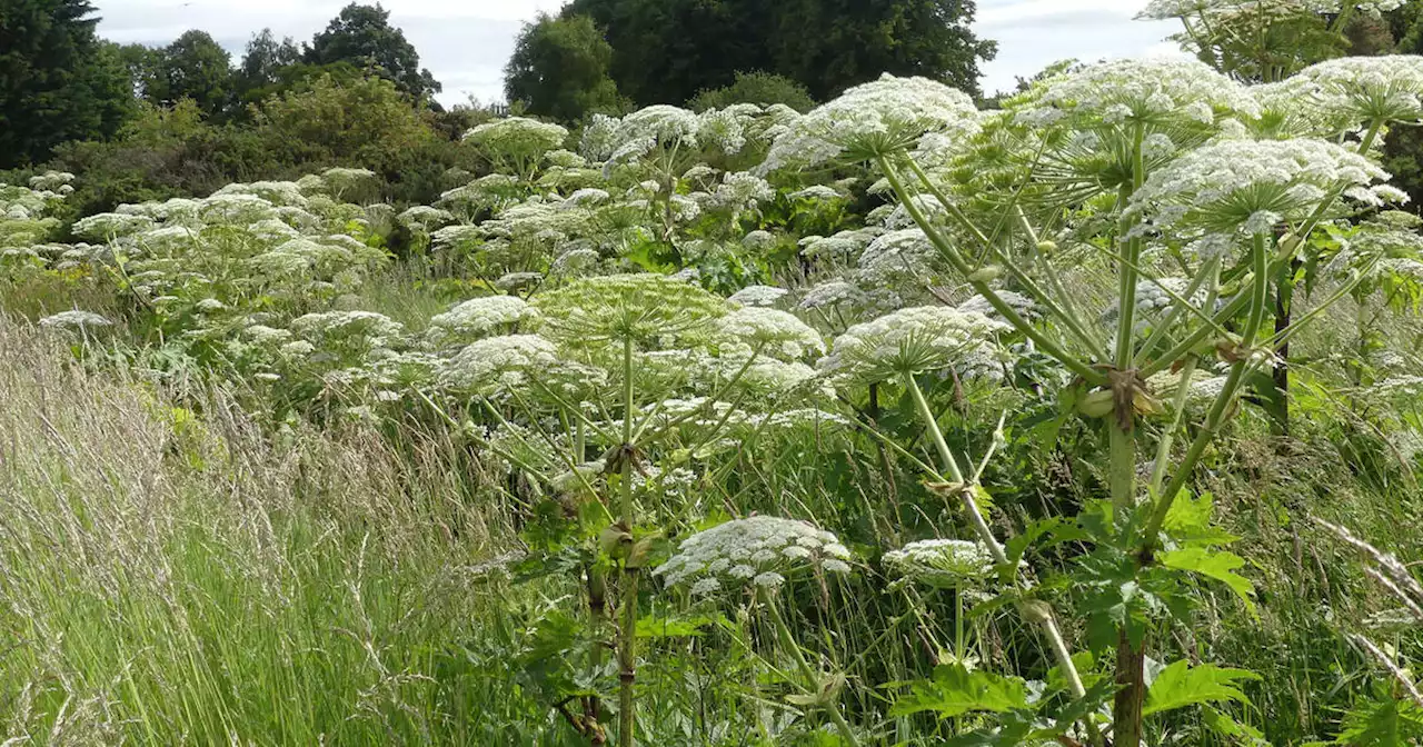 One of Canada's most dangerous plants is about to start blooming in Toronto