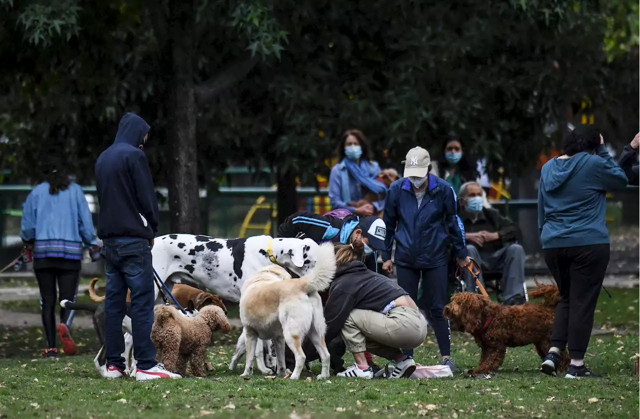 Grupos delincuenciales estarían detrás de muerte masiva de perros en Ciudad Bolívar