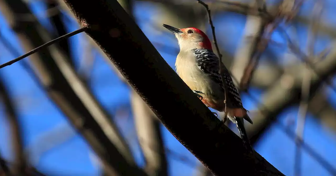 New York City Audubon Society drops controversial name in hopes of connecting with more diverse community