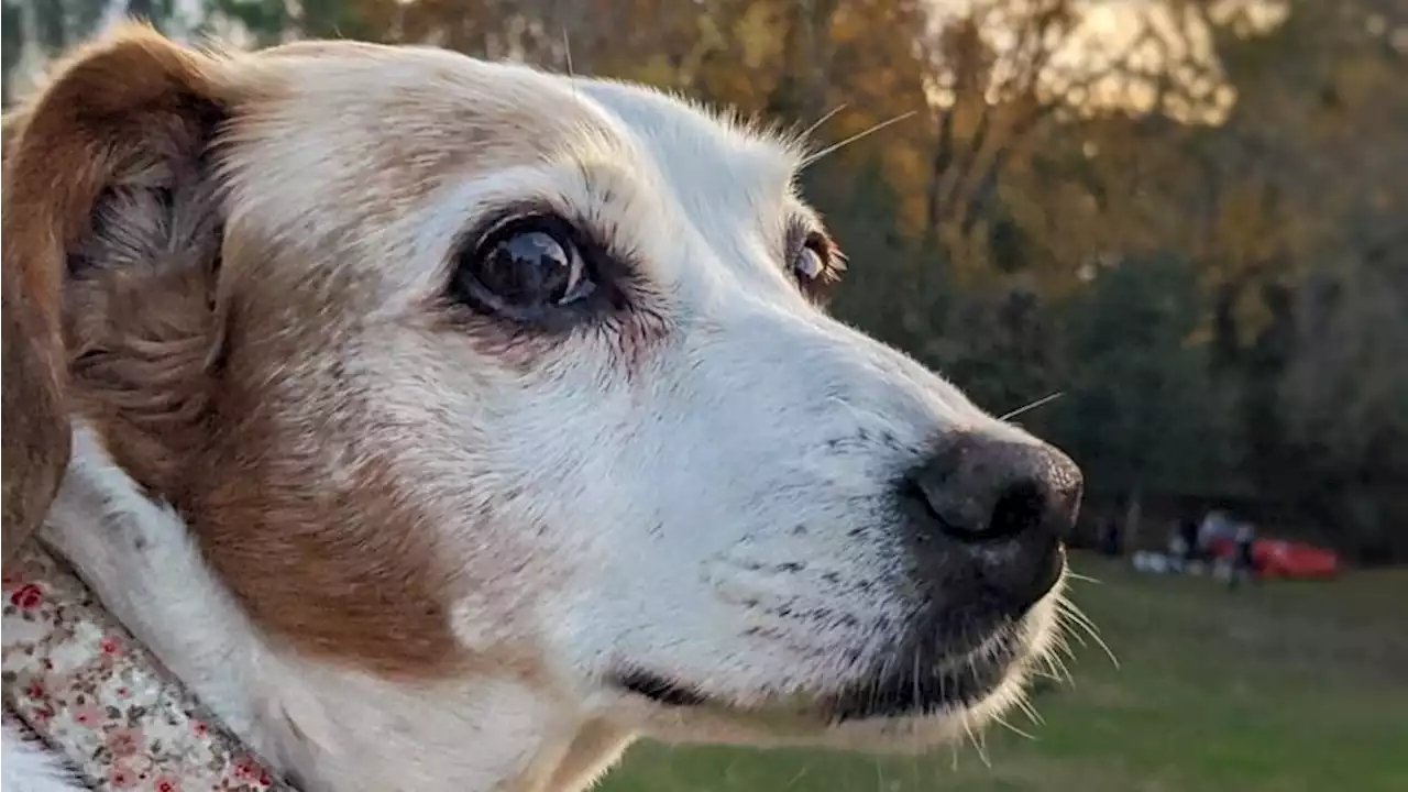 Chien battu à mort pas trois jeunes : «je suis encore choqué par cette violence gratuite», confie le maître