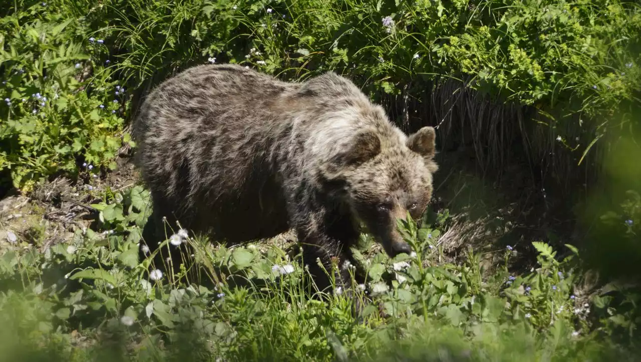 Angriff in der Slowakei: Braunbär verletzt Förster und Jäger