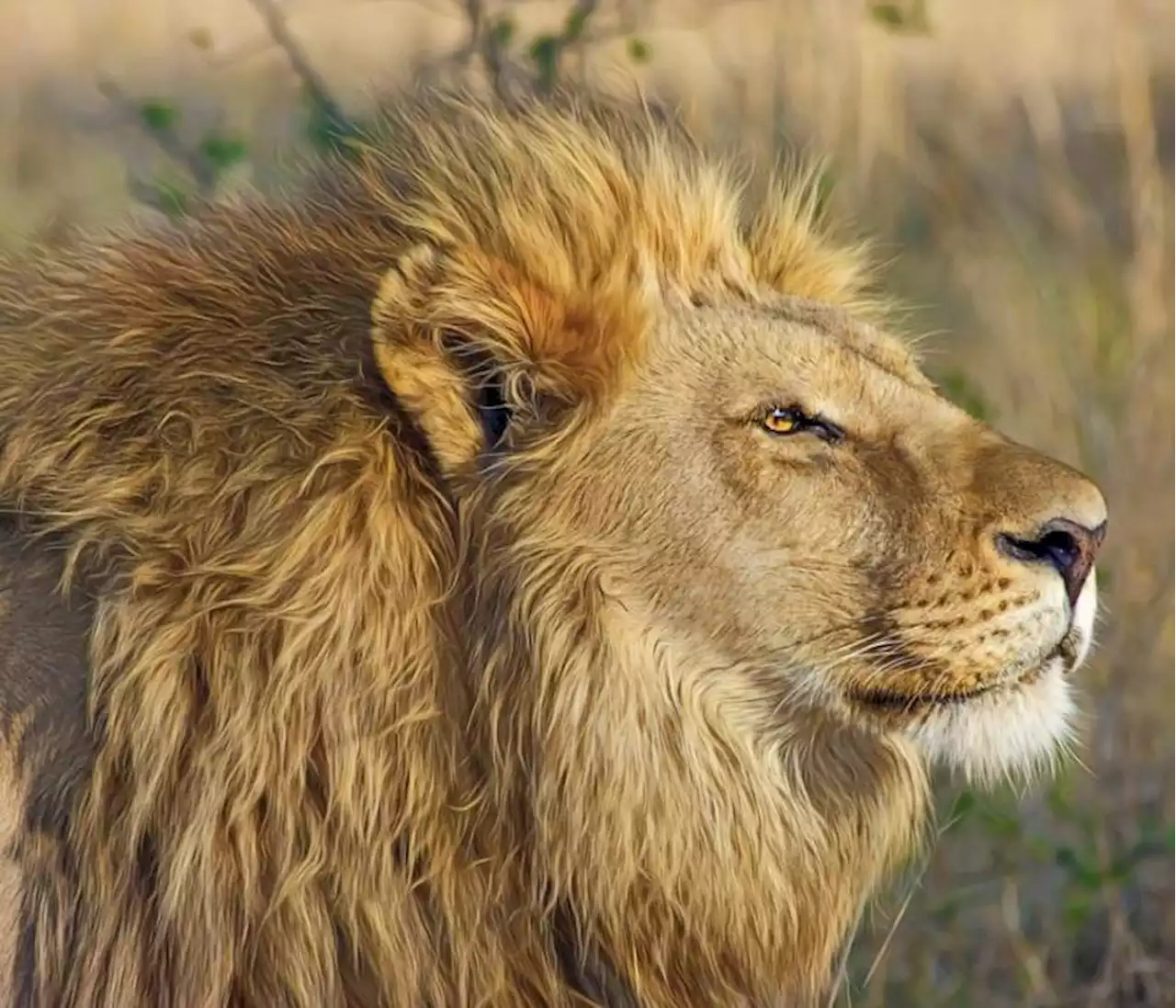 Luego del ataque de un león en un zoológico, murió niño de 6 años