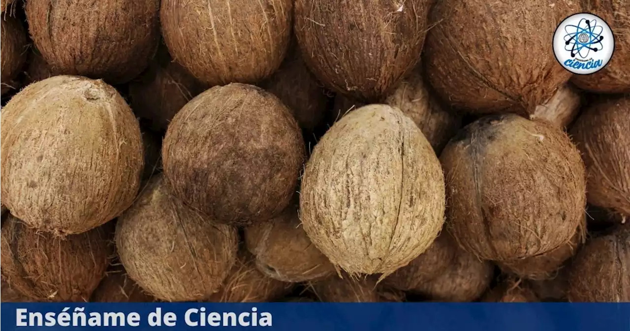 Cáscara de coco: cómo utilizarla para que tus plantas crezcan en óptimas condiciones