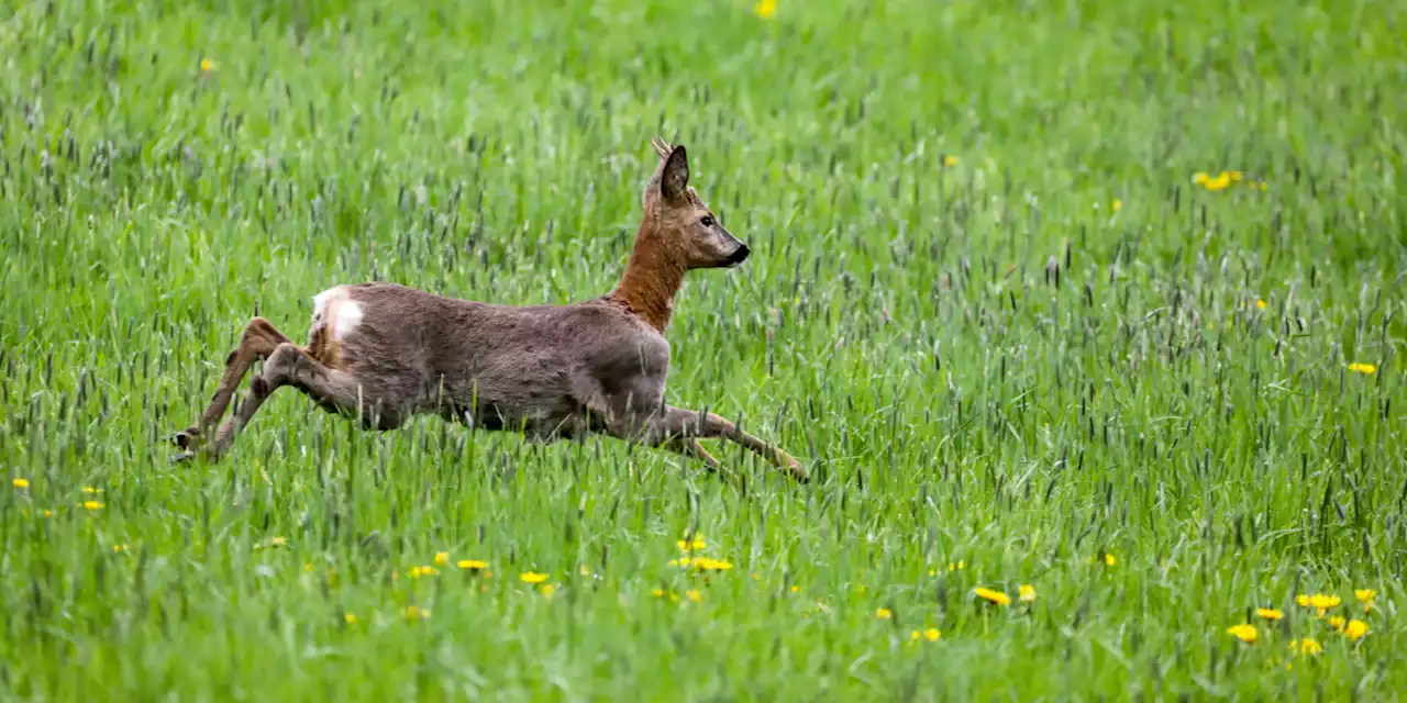 Au printemps, méfiez-vous des chevreuils en état d'ivresse