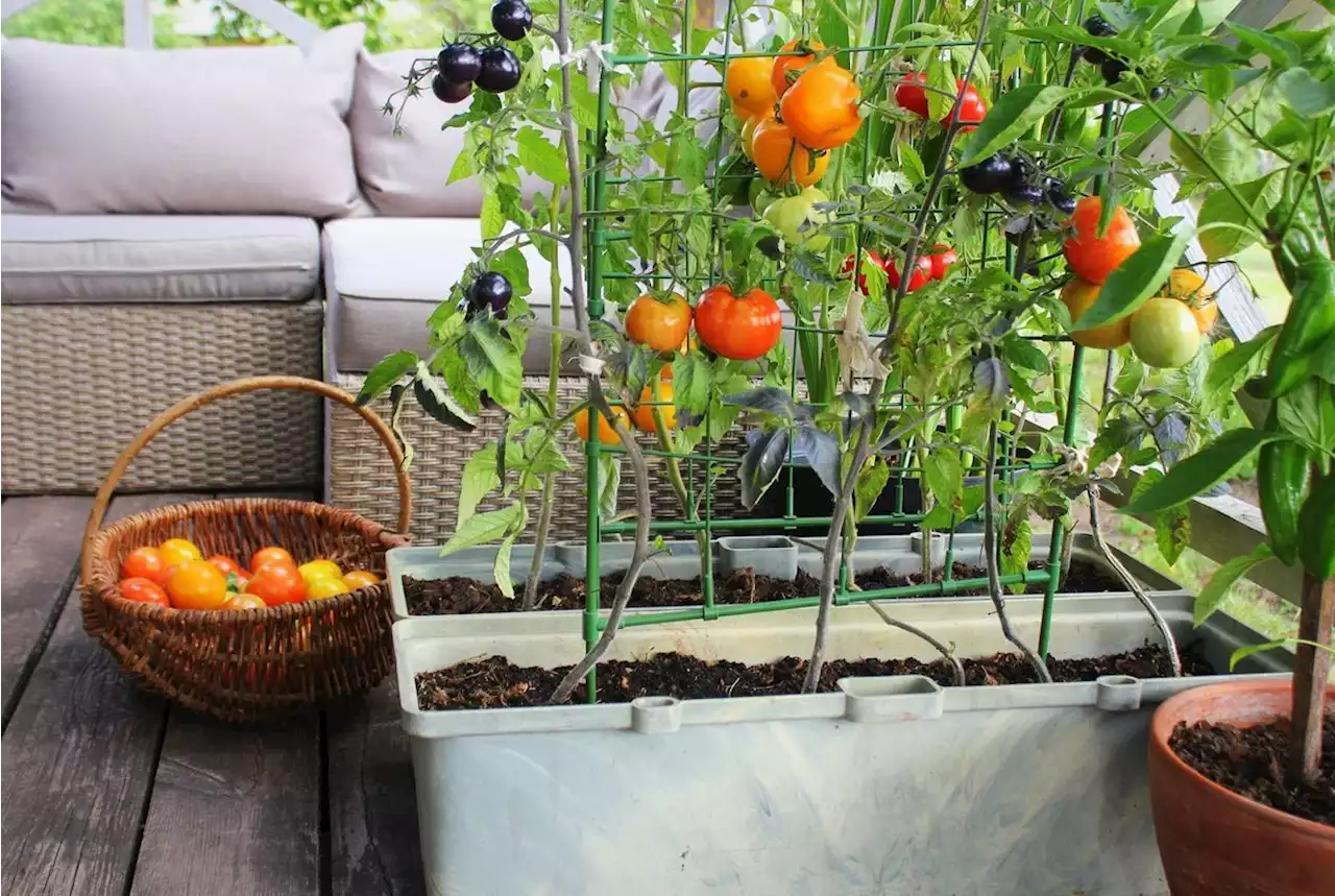 Potager urbain : 5 conseils pour cultiver des légumes dans un petit espace en ville