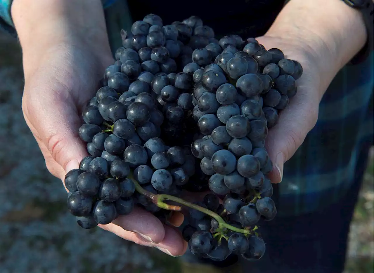 Nova Scotia grape growers facing catastrophic loss after volatile winter weather