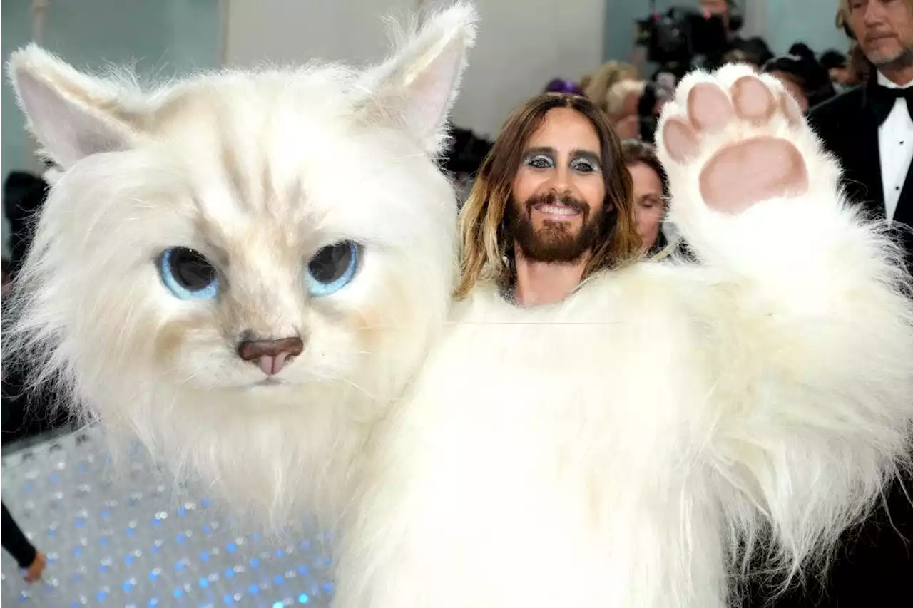 Fashion’s Hardest-Working Cat Receives Her Own Red Carpet Tribute